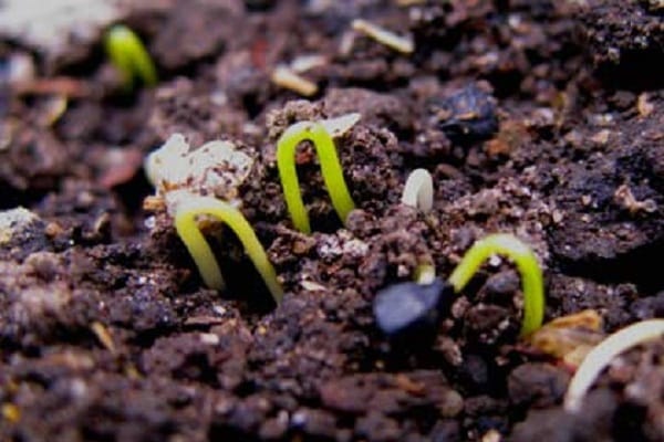 výsev semien