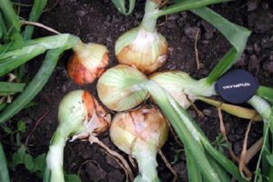 وصف وزراعة ورعاية هجين حلوى البصل البصل