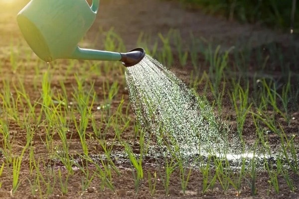 caratteristiche di irrigazione