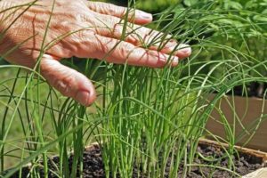 Plantar, cultivar i tenir cura de porros a l'aire lliure