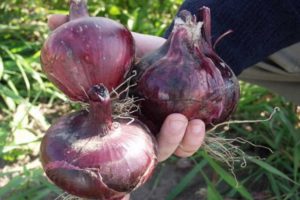 Kırmızı Baron soğan çeşidinin tanımı, özellikleri ve yetiştiriciliği