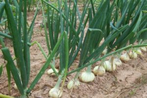 Description, cultivation, planting and care of onions Stuttgarter Riesen