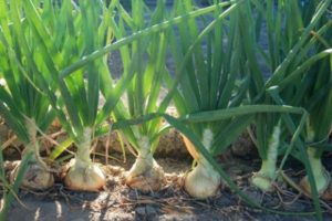 Description of the Sturon onion variety, features of cultivation and care