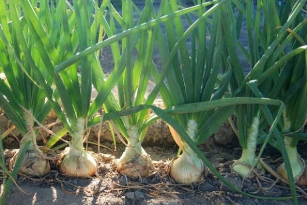 two-year-old onion