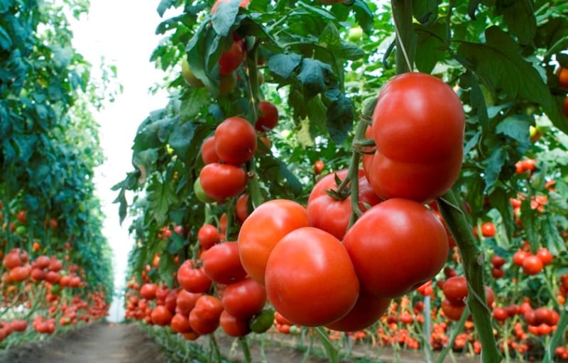 tomatbuske Kriviansky