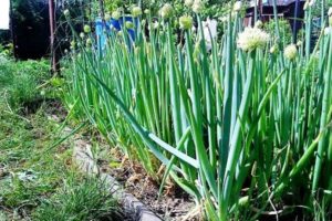 Description and types of perennial onions, recommendations for growing and care