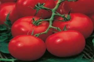 Descrizione della varietà di pomodoro Moskovskie Zvezda, caratteristiche di coltivazione e resa
