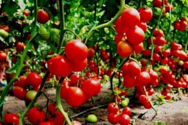 tomaten oogsten