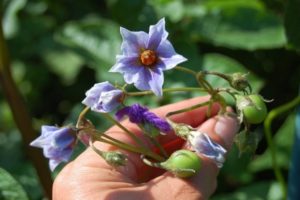 Hai bisogno di raccogliere fiori dalle patate durante la fioritura per aumentare i raccolti?