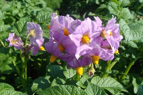 λουλούδια πατάτας