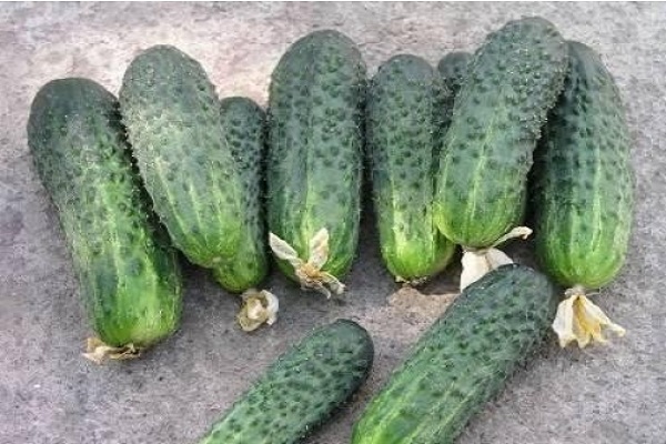 cucumbers Andrus f1
