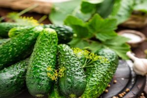 Beschrijving van variëteiten van komkommers van de Poolse selectie: Krak, Snotlika, Sremsky, Andrus en Titus
