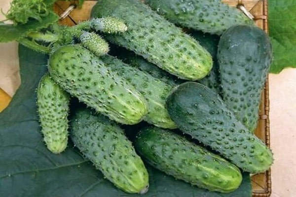 one cucumber