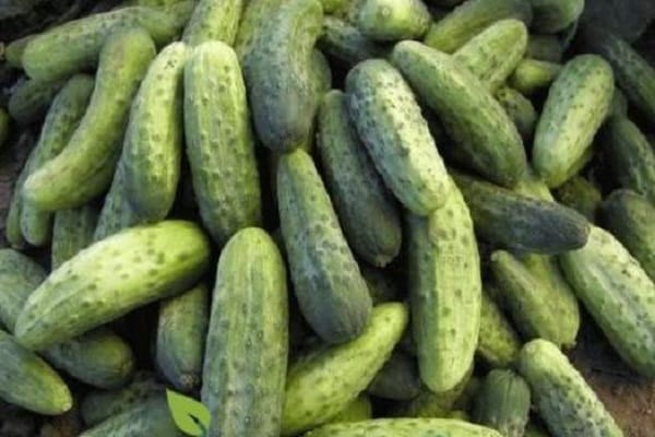 cucumbers Asterix