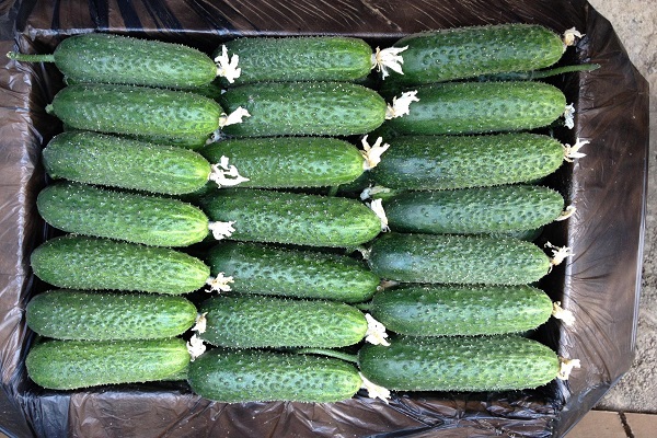 cucumbers aztec