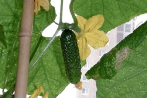 Popis odrůdy okurky Bettina, pěstitelských funkcí a výnosu