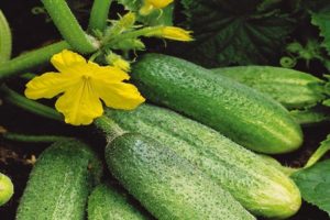 Descrizione della varietà di cetriolo Bidrett f1, caratteristiche di coltivazione e cura
