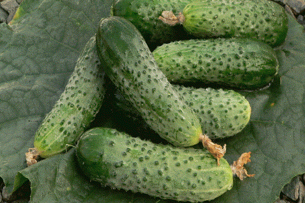 cultivate cucumbers