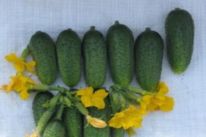 Bogatyrskaya güç çeşidinin salatalıklarının tanımı, özellikleri ve yetiştiriciliği