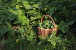 Beschreibung der Gurkensorte Smaragdfamilie, Merkmale des Anbaus und der Pflege