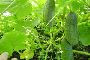 Salatalık çeşitlerinin tanımı Kırlangıç, yetiştirme ve bakım özellikleri