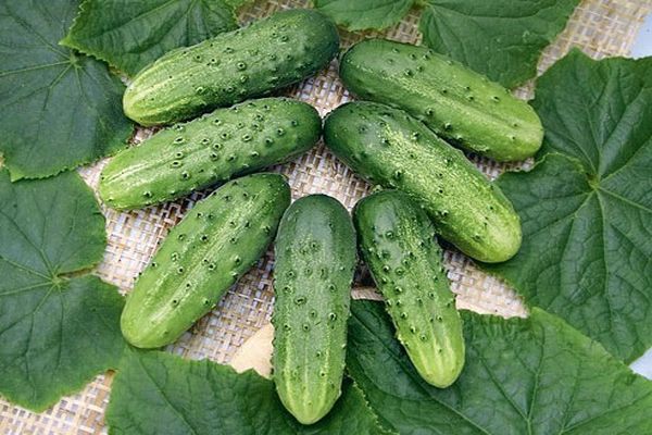 cucumber harvest