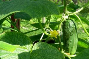 Description of the Metelitsa cucumber variety, its yield and cultivation
