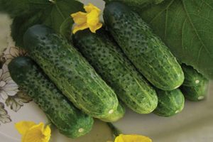 Description of the Natasha cucumber variety, cultivation features and yield