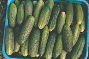 Description of cucumber variety Prima Donna F1, features of cultivation and care