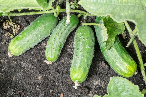cucumbers on the ground