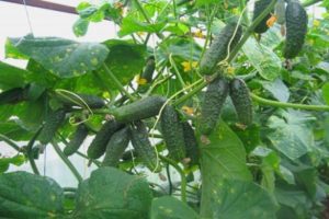 Description of the Hit of the season cucumber variety, recommendations for growing and care