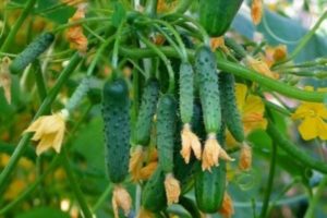 Patti agurkų aprašymas, jų savybės ir auginimas