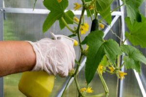 Toepassingen en dosering van Trichopolum voor het sproeien en verwerken van komkommers