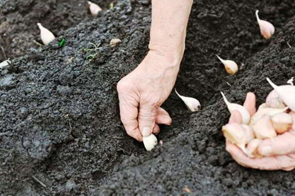 il processo di piantare l'aglio