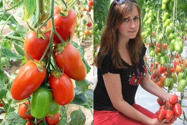 Aidar tomatenstruiken