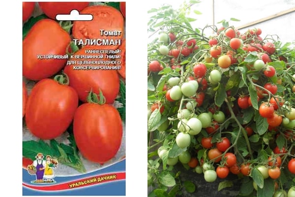pomidorų sėklos Talismanas