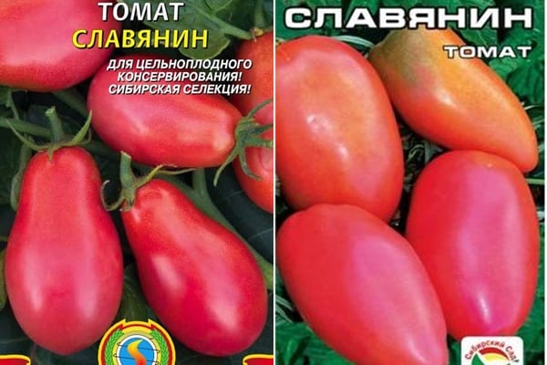 hạt cà chua Slav