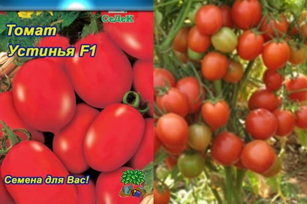 tomato bushes Ustinya