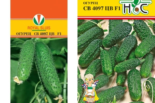 semillas de pepino SV 4097 CV
