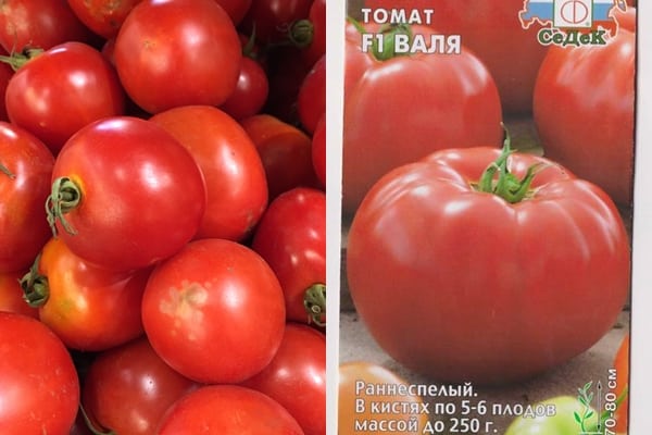 sjemenke rajčice