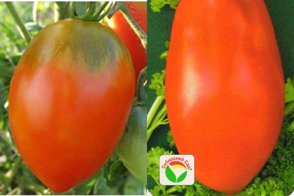tomatfrön Darenka