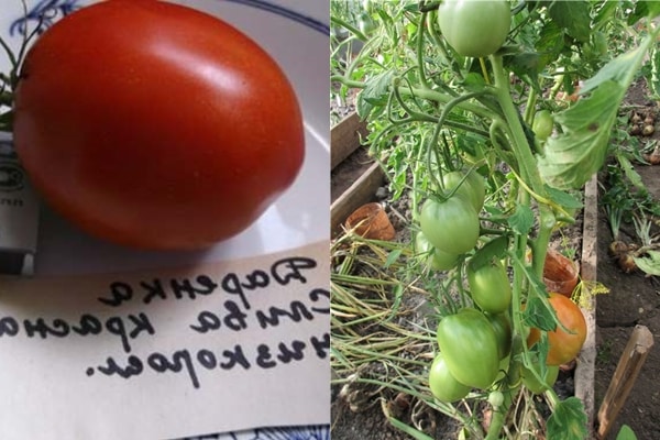 tomato bushes darenka