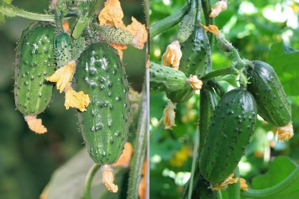 appearance of cucumber Be healthy