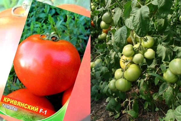 tomaattipensaat Kriviansky