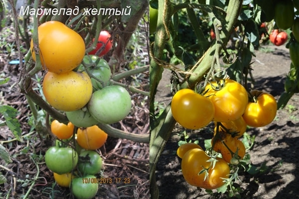 tomato bushes marmalade yellow