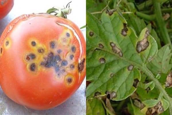 udseende af tomat med Alternaria