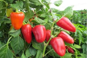 Description of the Atlant pepper variety, its characteristics and cultivation
