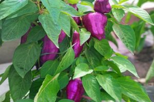 Descripció de varietats de pebre Big Papa, Star of the East, Purple Bell, Blot, Purple
