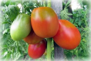 Descripción de la variedad de tomate Flame Agro, características de cultivo y cuidado.