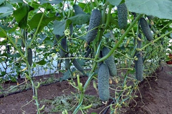 malambot na mga pipino sa greenhouse